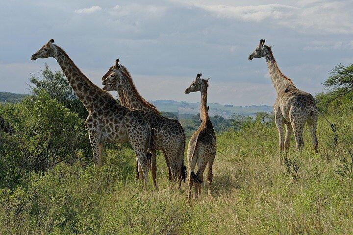 Durban Shore Excursion: Private Small Group Tala Game Reserve
