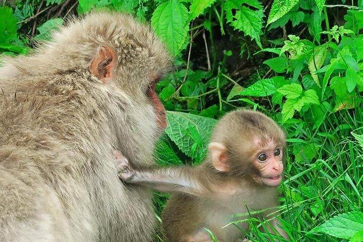 1-Day Private Snow Monkey ZenkoJi Temple & SakeTasting NaganoTour