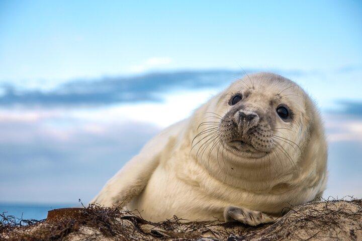 75 Minute Seal Watching Tour from Wickford