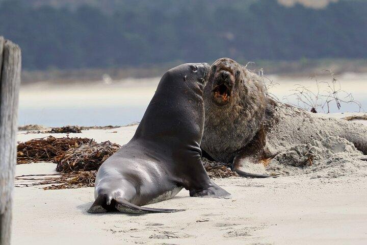 Albatross, seals, and sea birds-Wildlife Cruise