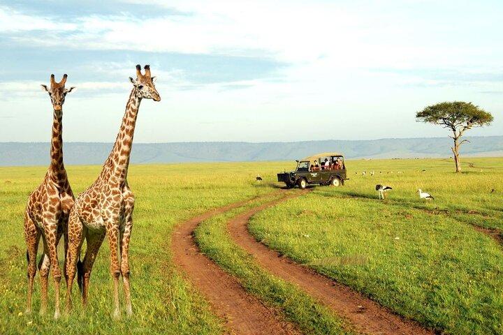 Half Day Tala Game Reserve and Natal Park from Durban