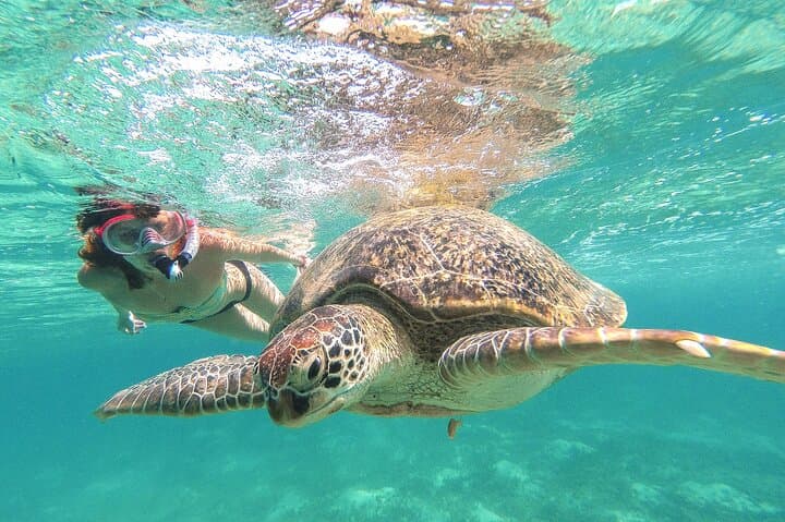 Day Tour: Tulum Cenote and Swimming with Turtles From Cancun