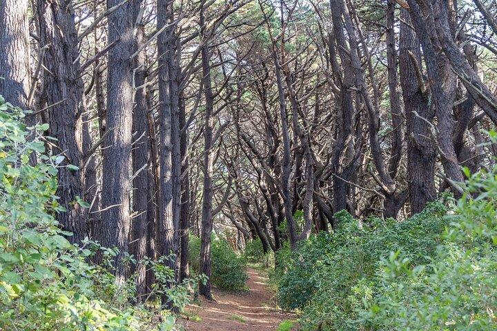 Lord of The Rings Full Day locations tour incl Weta & keepsake