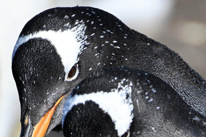 Walking with the Penguins in Falklands and Island highlights