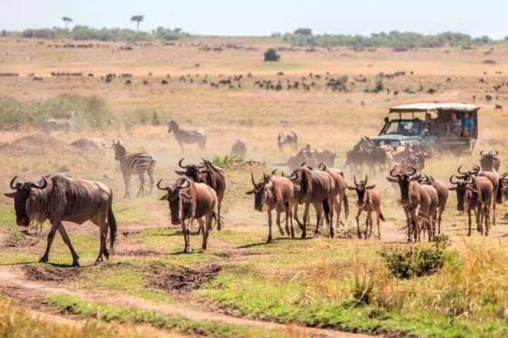 3 Days, 2 Nights Maasai Mara Private Safari - 4 x 4 Safari Jeep