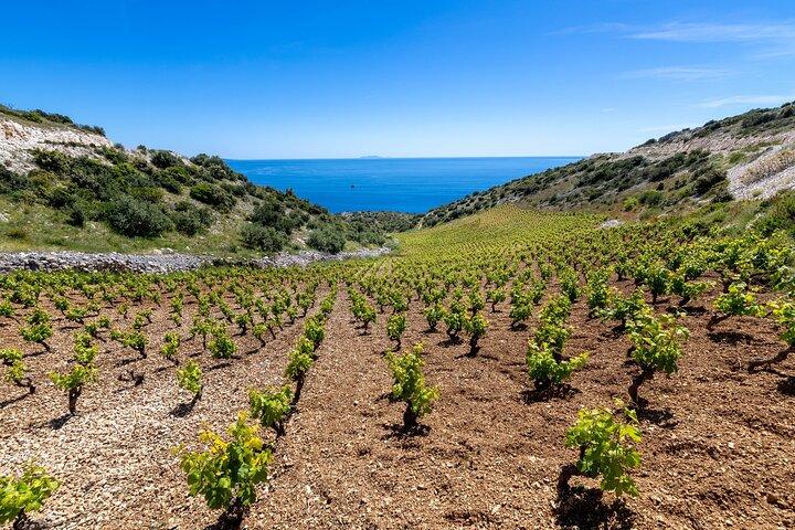 Hvar: Island tour with Wine and Olive Oil Tasting