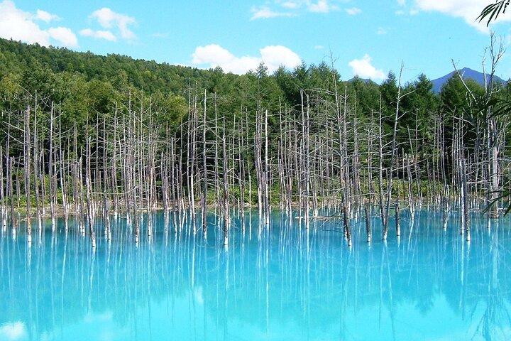 【Private Car】Asahiyama Zoo, Blue Pond, Shirahige Falls, Ningle Terrace (from Sapporo)