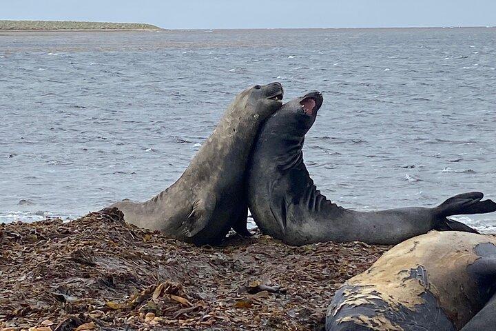 Kelp Point - Private 4x4 Tour - Elephant Seals and Penguins