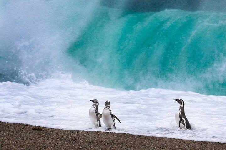 Monte Leon 4x4 Sea Lions and Penguins