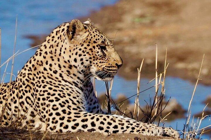 Safari Game Drive in Private Reserve out of Hoedspruit
