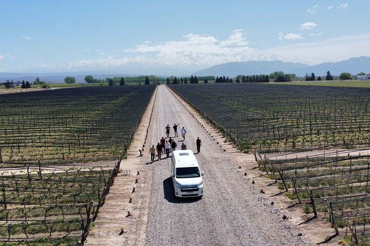 Bodegas & Olivares 1/2 day without lunch
