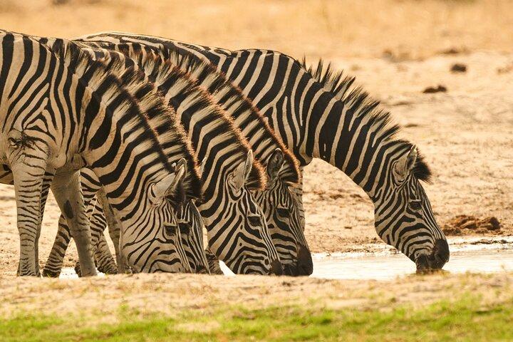 5 Day - Quadruple Package Zimbabwe, Zambia, Botswana & Namibia