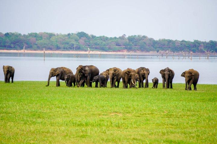 Minneriya National Park halfday Safari