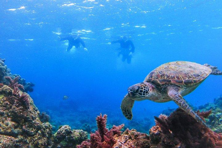Yakushima Sea Turtle Snorkeling | English Guide | Small Group