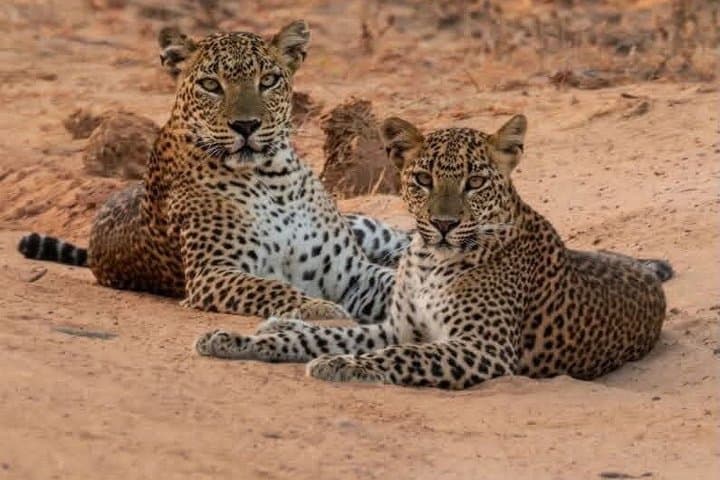 Full day / Half Day WildlifeAdventure in Yala-National-Park