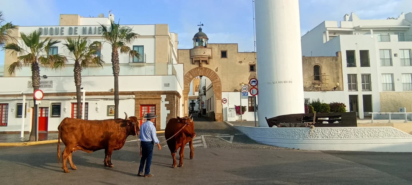 Things In Rota Rota City Guide | Things to Do & Travel Tips | TravelPal