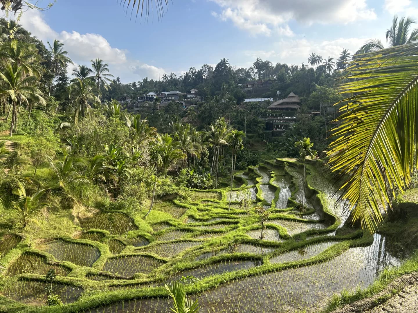 Muou Rice Terraces Mupu Rice Terrace | Travel Guide | TravelPal